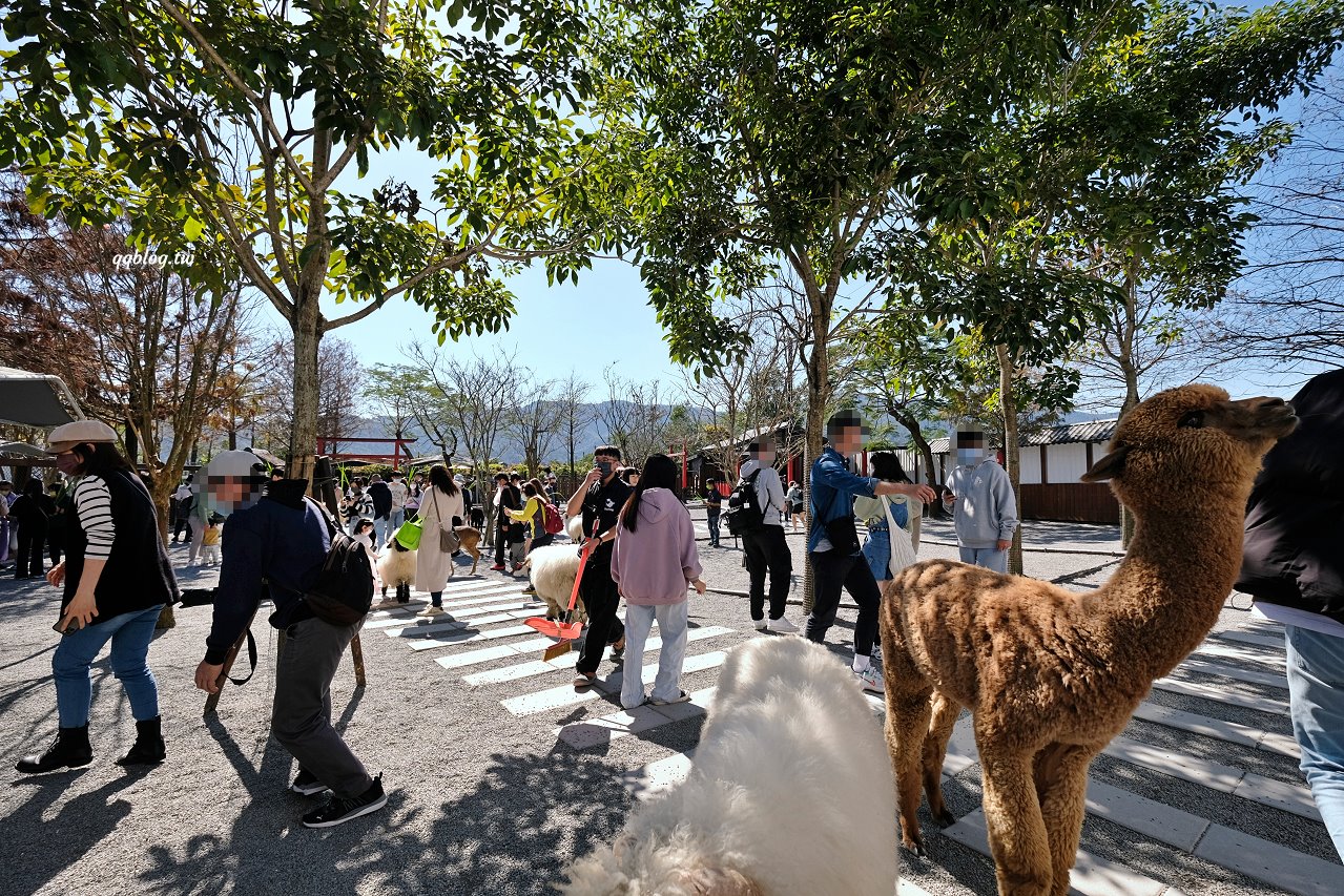 宜蘭三星︱張美阿嬤農場．宜蘭超人氣農場，近距離接觸水豚君、笑笑羊、羊駝和梅花鹿，太萌啦&#8230; @QQ的懶骨頭