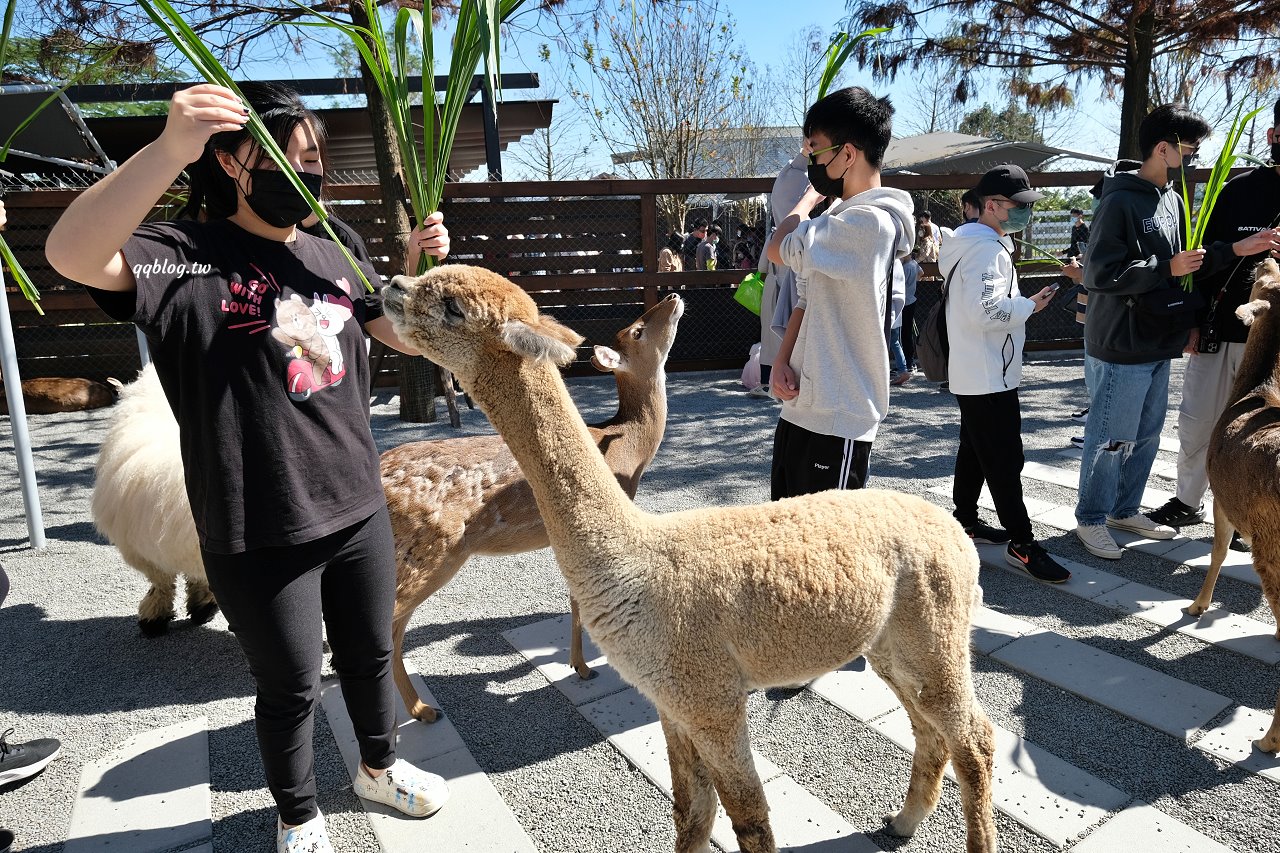 宜蘭三星︱張美阿嬤農場．宜蘭超人氣農場，近距離接觸水豚君、笑笑羊、羊駝和梅花鹿，太萌啦&#8230; @QQ的懶骨頭