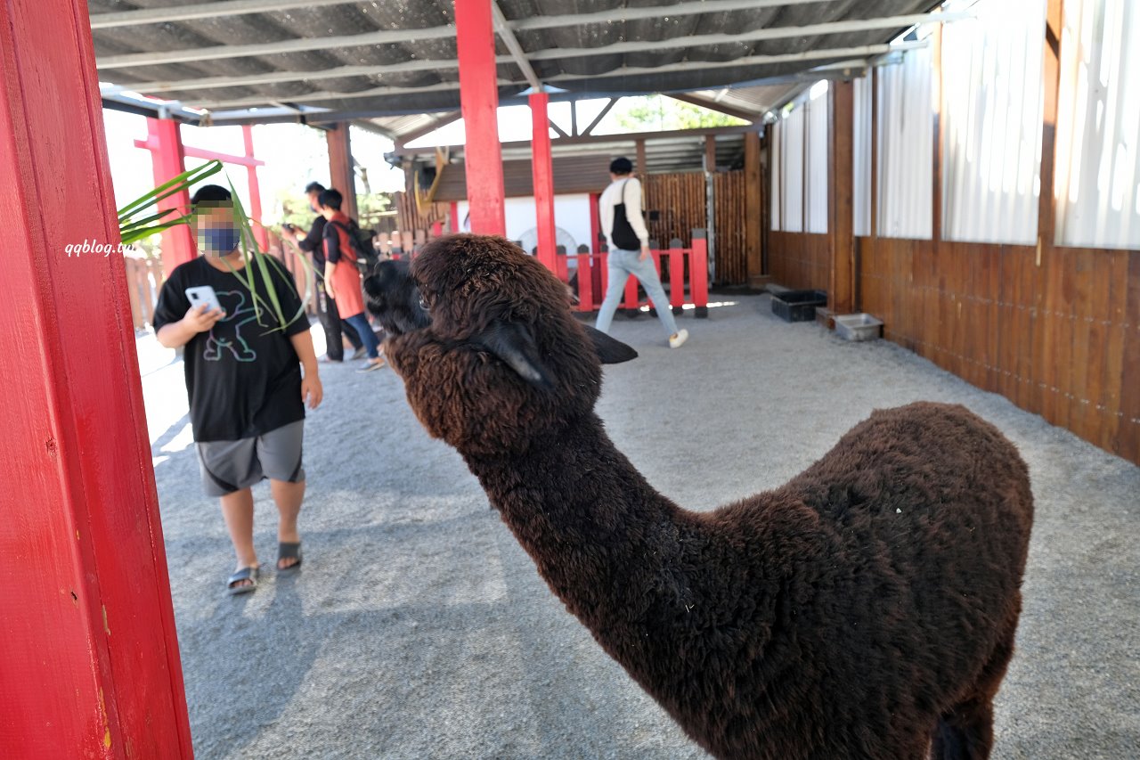 宜蘭三星︱張美阿嬤農場．宜蘭超人氣農場，近距離接觸水豚君、笑笑羊、羊駝和梅花鹿，太萌啦&#8230; @QQ的懶骨頭