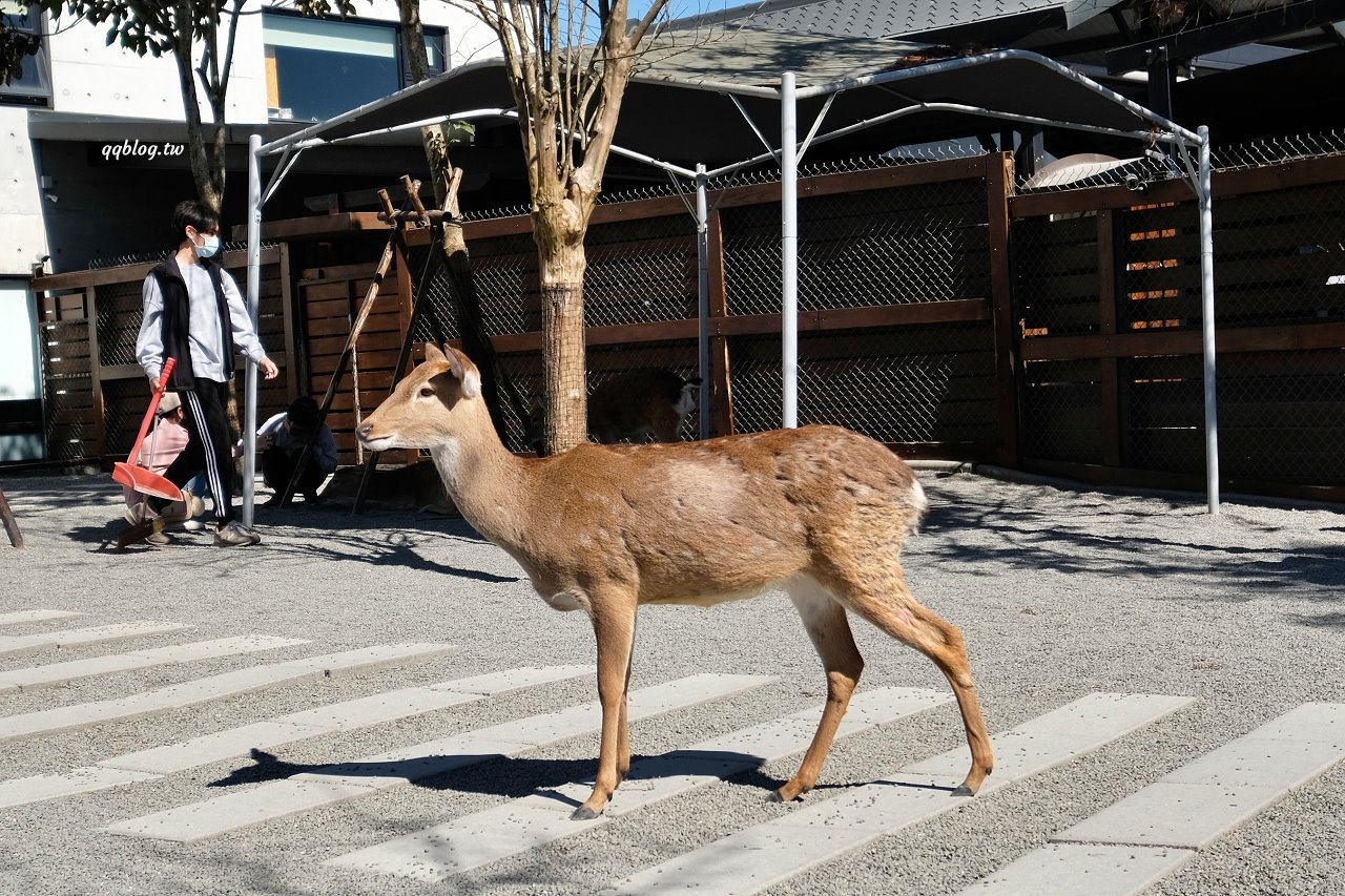 宜蘭三星︱張美阿嬤農場．宜蘭超人氣農場，近距離接觸水豚君、笑笑羊、羊駝和梅花鹿，太萌啦&#8230; @QQ的懶骨頭