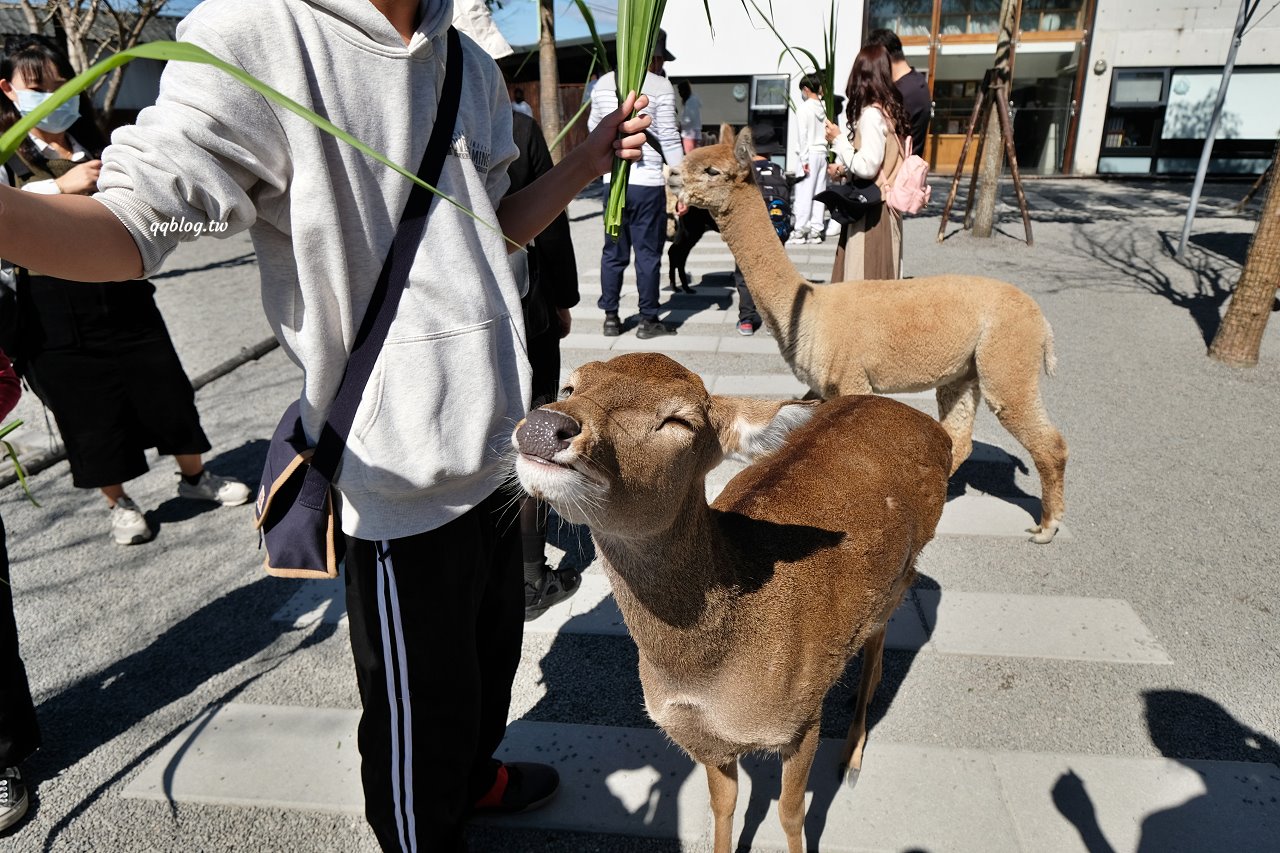 宜蘭三星︱張美阿嬤農場．宜蘭超人氣農場，近距離接觸水豚君、笑笑羊、羊駝和梅花鹿，太萌啦&#8230; @QQ的懶骨頭