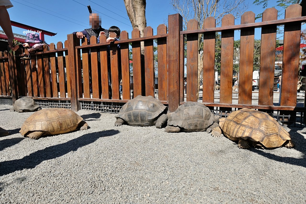 宜蘭三星︱張美阿嬤農場．宜蘭超人氣農場，近距離接觸水豚君、笑笑羊、羊駝和梅花鹿，太萌啦&#8230; @QQ的懶骨頭