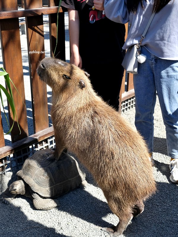 宜蘭三星︱張美阿嬤農場．宜蘭超人氣農場，近距離接觸水豚君、笑笑羊、羊駝和梅花鹿，太萌啦&#8230; @QQ的懶骨頭