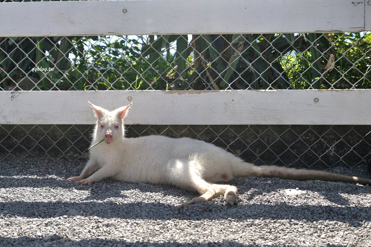 宜蘭三星︱張美阿嬤農場．宜蘭超人氣農場，近距離接觸水豚君、笑笑羊、羊駝和梅花鹿，太萌啦&#8230; @QQ的懶骨頭