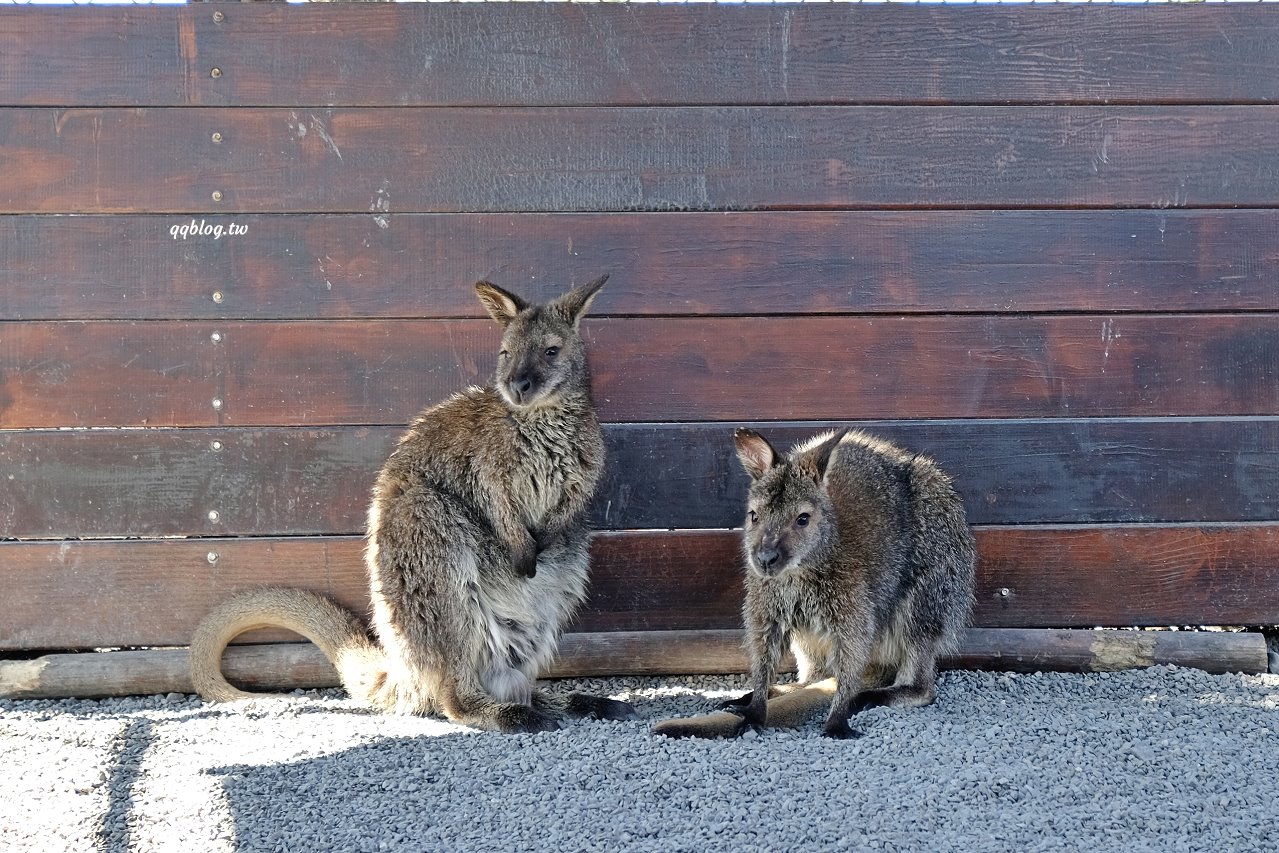 宜蘭三星︱張美阿嬤農場．宜蘭超人氣農場，近距離接觸水豚君、笑笑羊、羊駝和梅花鹿，太萌啦&#8230; @QQ的懶骨頭