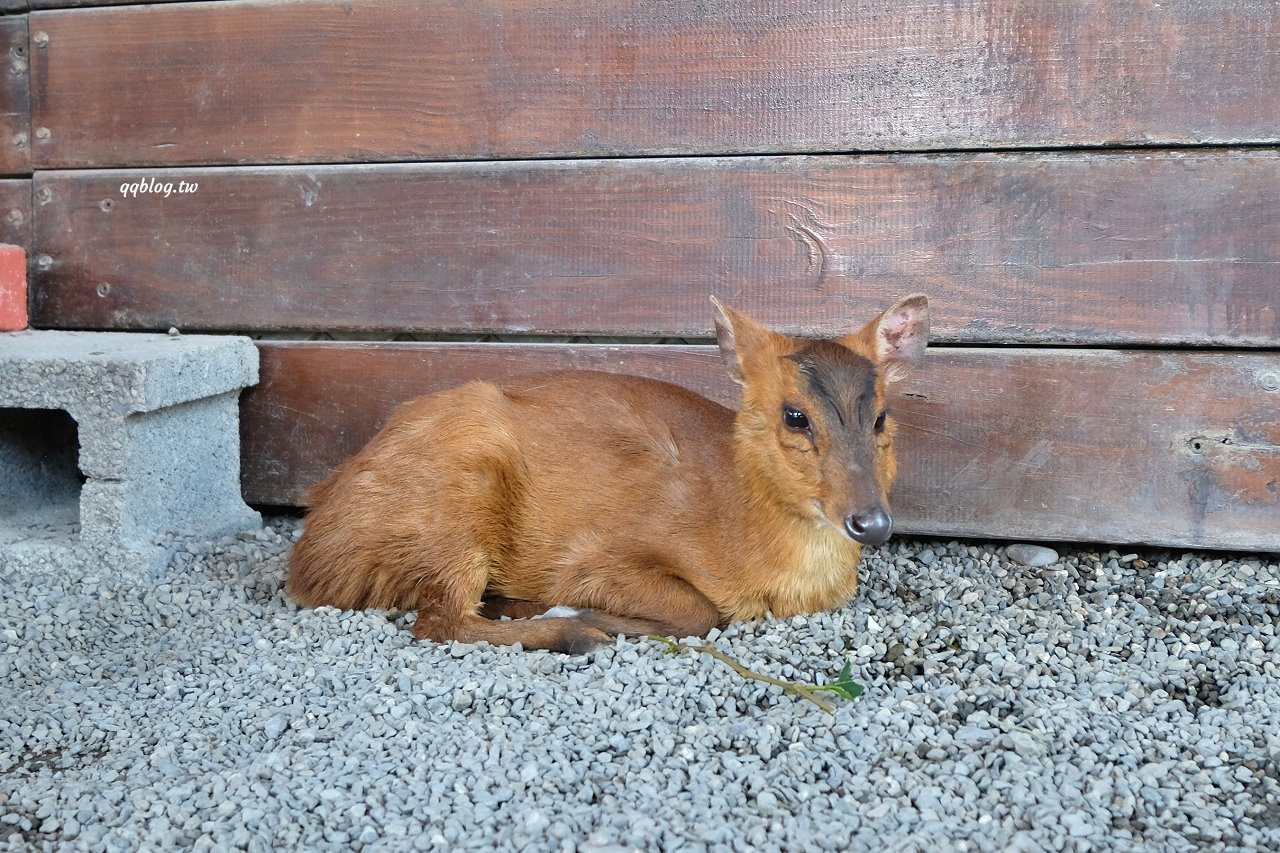 宜蘭三星︱張美阿嬤農場．宜蘭超人氣農場，近距離接觸水豚君、笑笑羊、羊駝和梅花鹿，太萌啦&#8230; @QQ的懶骨頭