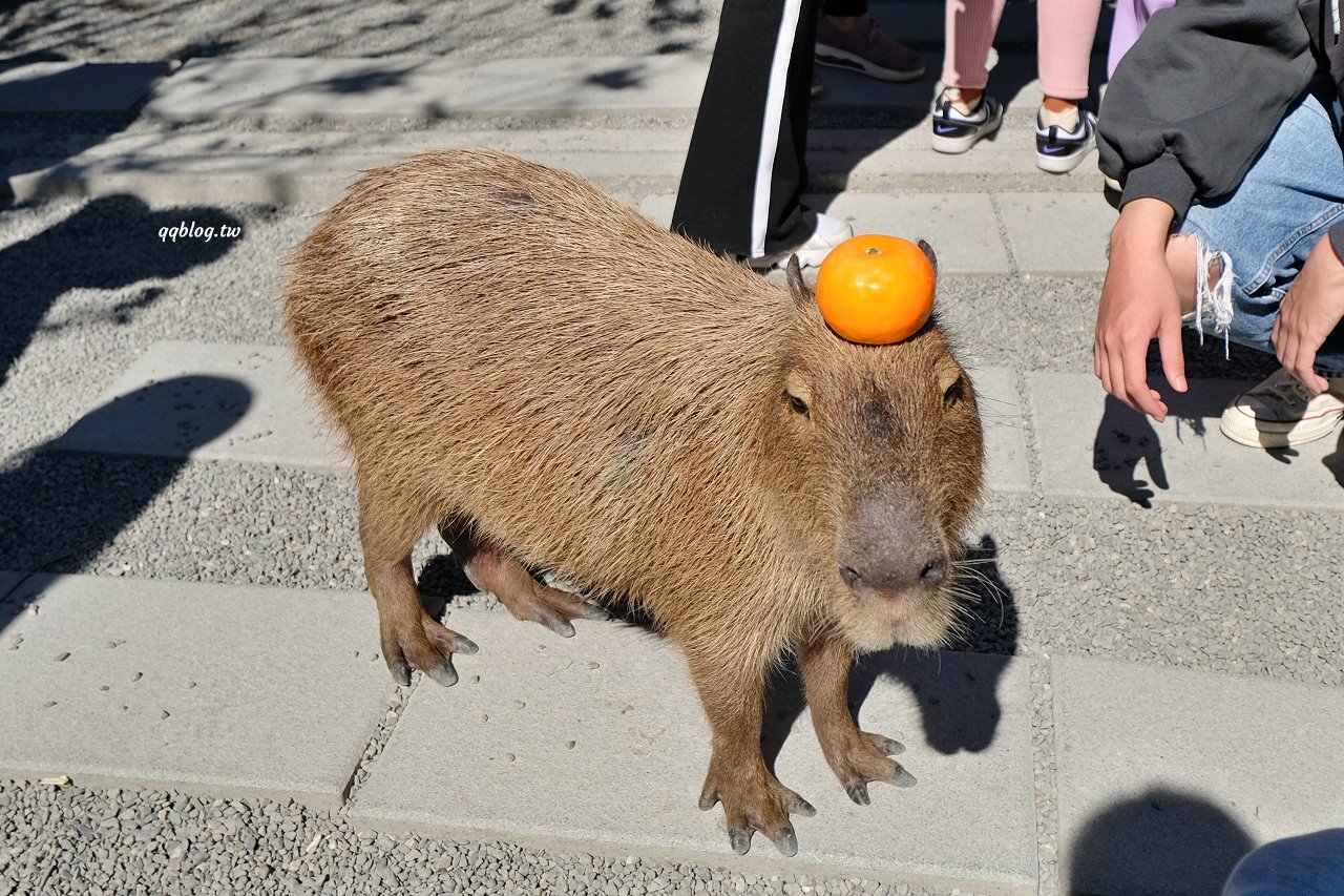 宜蘭三星︱張美阿嬤農場．宜蘭超人氣農場，近距離接觸水豚君、笑笑羊、羊駝和梅花鹿，太萌啦&#8230; @QQ的懶骨頭