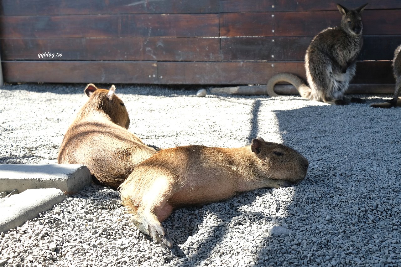宜蘭三星︱張美阿嬤農場．宜蘭超人氣農場，近距離接觸水豚君、笑笑羊、羊駝和梅花鹿，太萌啦&#8230; @QQ的懶骨頭