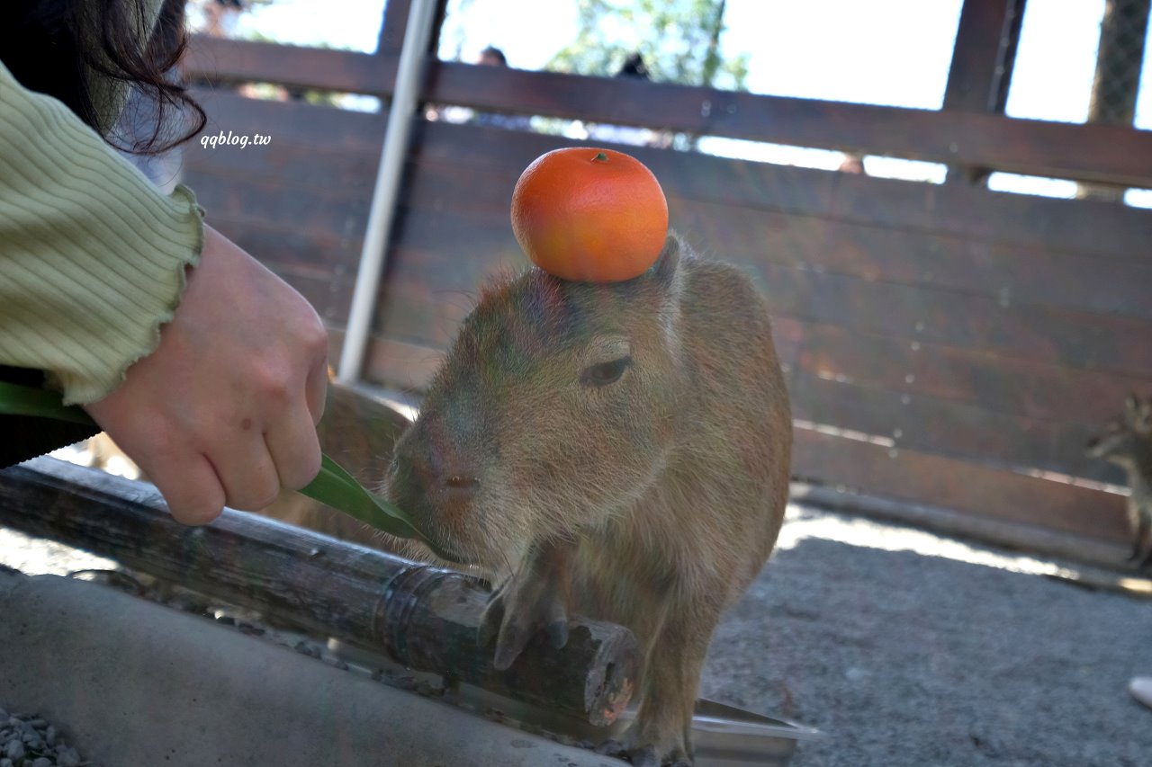 宜蘭三星︱張美阿嬤農場．宜蘭超人氣農場，近距離接觸水豚君、笑笑羊、羊駝和梅花鹿，太萌啦&#8230; @QQ的懶骨頭