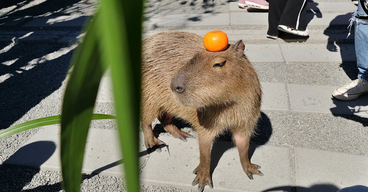 宜蘭三星︱張美阿嬤農場．宜蘭超人氣農場，近距離接觸水豚君、笑笑羊、羊駝和梅花鹿，太萌啦&#8230; @QQ的懶骨頭