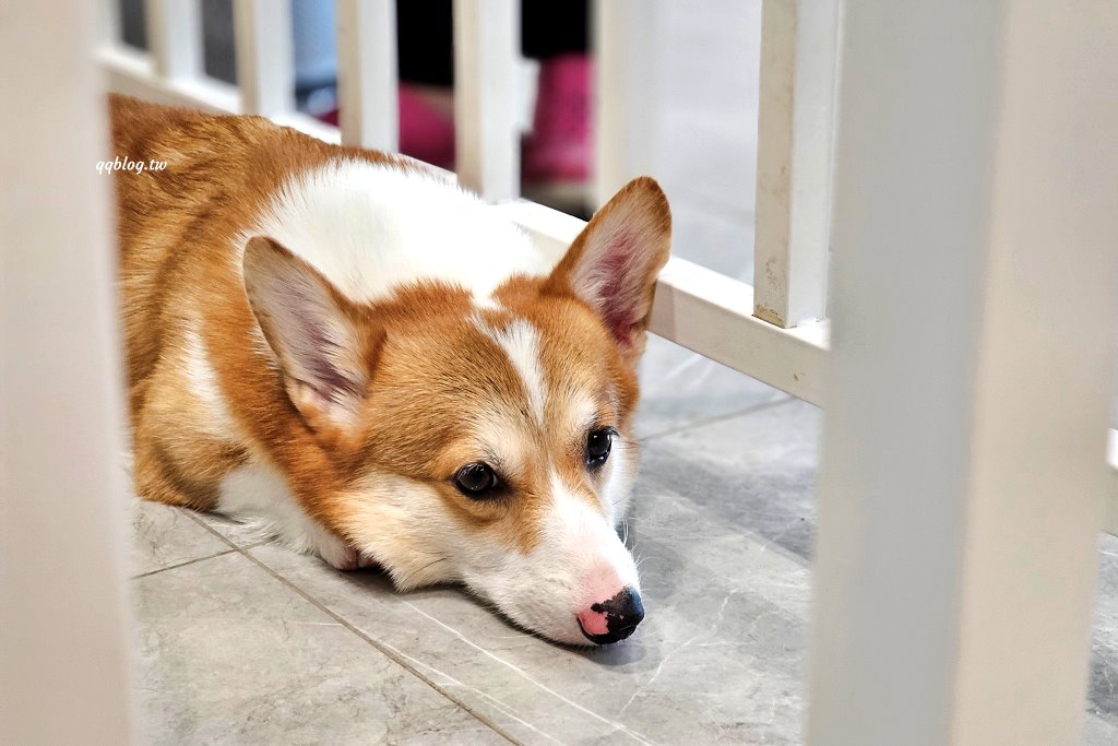 台南安平︱柯基找茶．柯基犬太可愛，要摸、要抱要擼都可以，非常親人 @QQ的懶骨頭