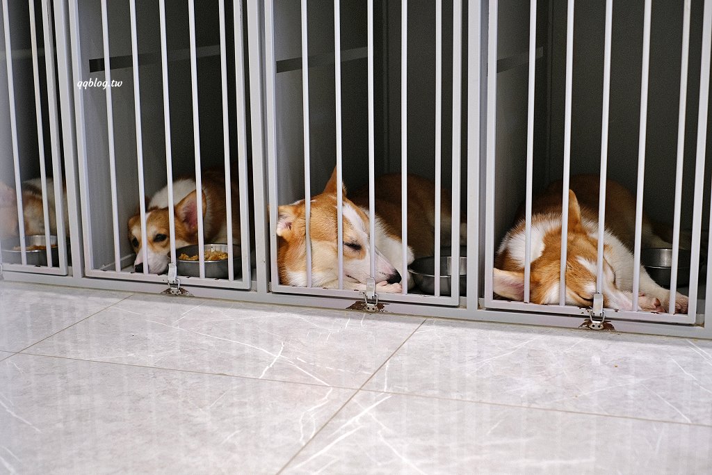 台南安平︱柯基找茶．柯基犬太可愛，要摸、要抱要擼都可以，非常親人 @QQ的懶骨頭