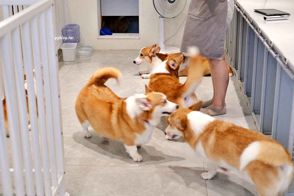 台南安平︱柯基找茶．柯基犬太可愛，要摸、要抱要擼都可以，非常親人 @QQ的懶骨頭
