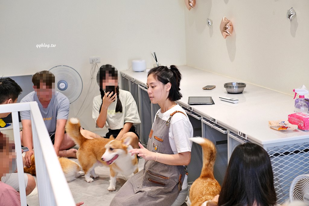 台南安平︱柯基找茶．柯基犬太可愛，要摸、要抱要擼都可以，非常親人 @QQ的懶骨頭