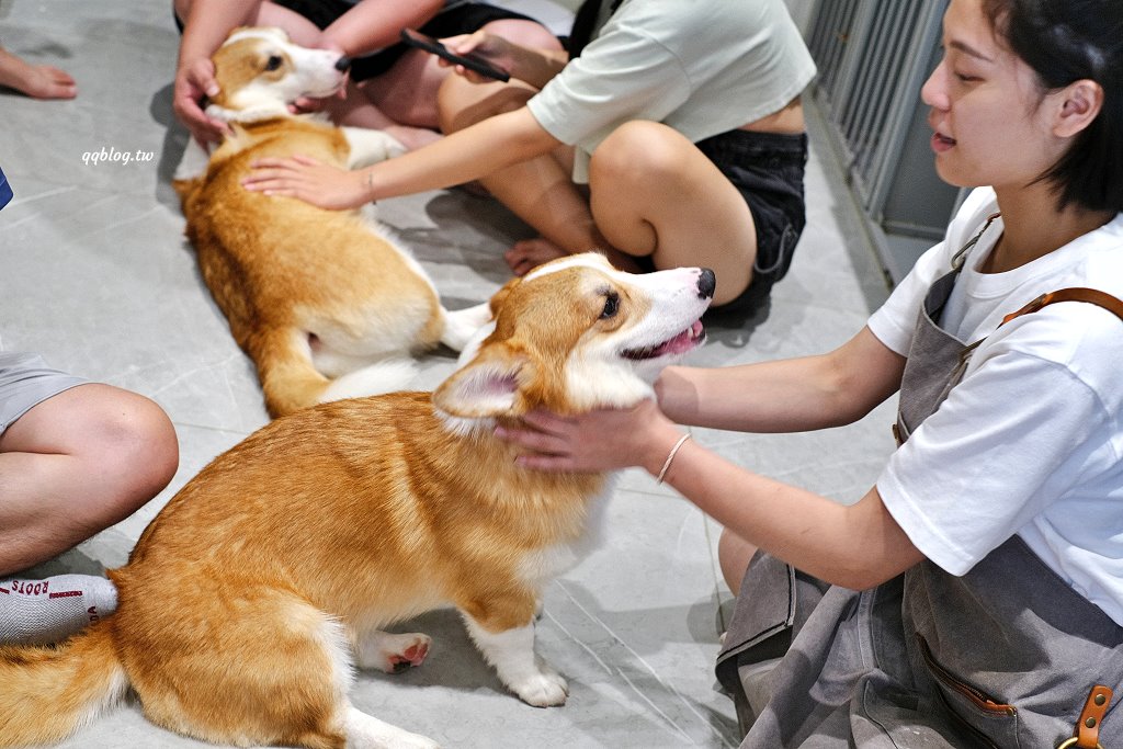 台南安平︱柯基找茶．柯基犬太可愛，要摸、要抱要擼都可以，非常親人 @QQ的懶骨頭