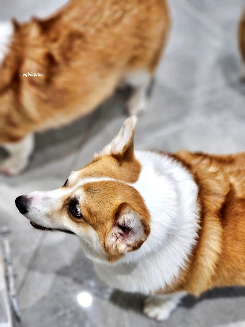 台南安平︱柯基找茶．柯基犬太可愛，要摸、要抱要擼都可以，非常親人 @QQ的懶骨頭