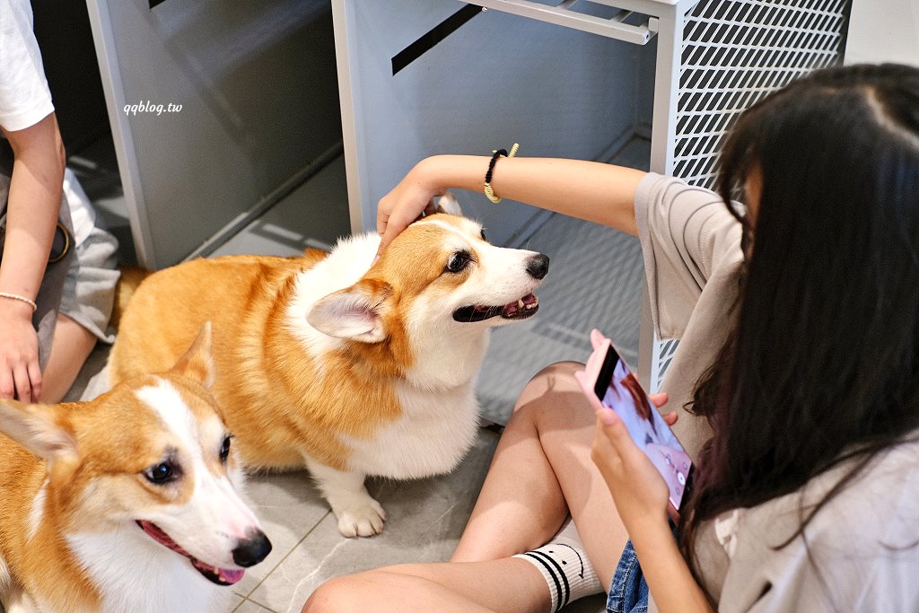 台南安平︱柯基找茶．柯基犬太可愛，要摸、要抱要擼都可以，非常親人 @QQ的懶骨頭