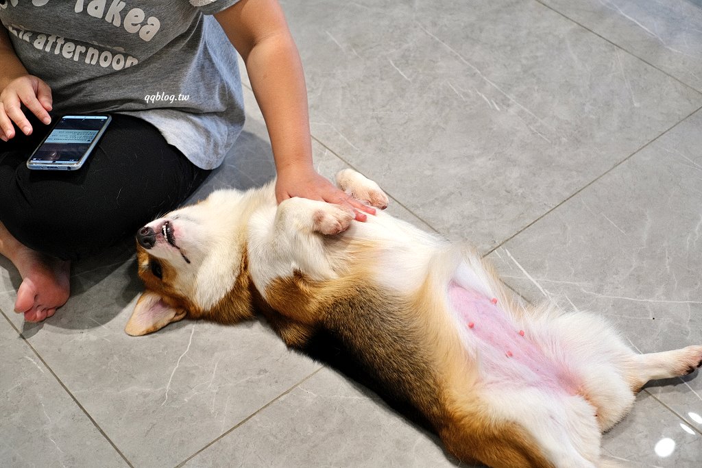 台南安平︱柯基找茶．柯基犬太可愛，要摸、要抱要擼都可以，非常親人 @QQ的懶骨頭