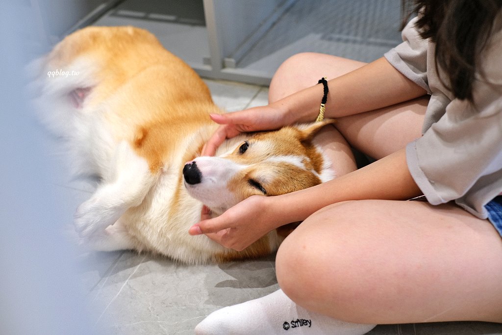 台南安平︱柯基找茶．柯基犬太可愛，要摸、要抱要擼都可以，非常親人 @QQ的懶骨頭