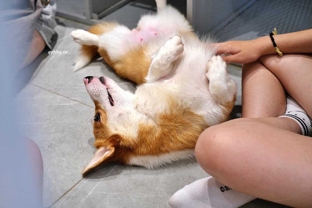 台南安平︱柯基找茶．柯基犬太可愛，要摸、要抱要擼都可以，非常親人 @QQ的懶骨頭