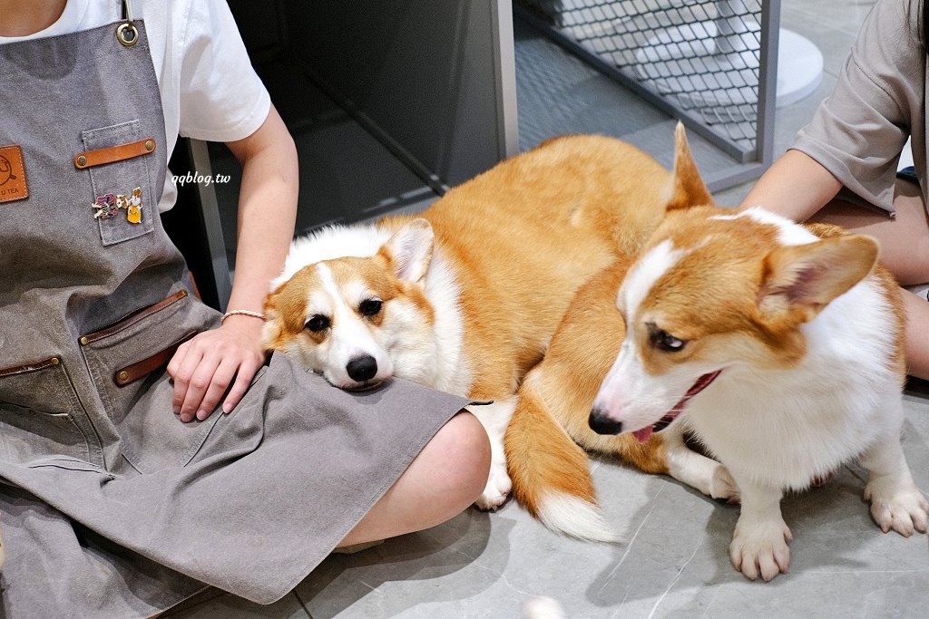 台南安平︱柯基找茶．柯基犬太可愛，要摸、要抱要擼都可以，非常親人 @QQ的懶骨頭