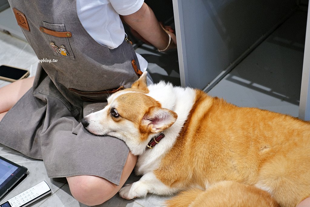 台南安平︱柯基找茶．柯基犬太可愛，要摸、要抱要擼都可以，非常親人 @QQ的懶骨頭