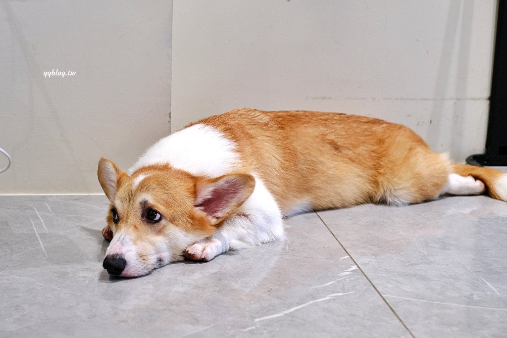 台南安平︱柯基找茶．柯基犬太可愛，要摸、要抱要擼都可以，非常親人 @QQ的懶骨頭