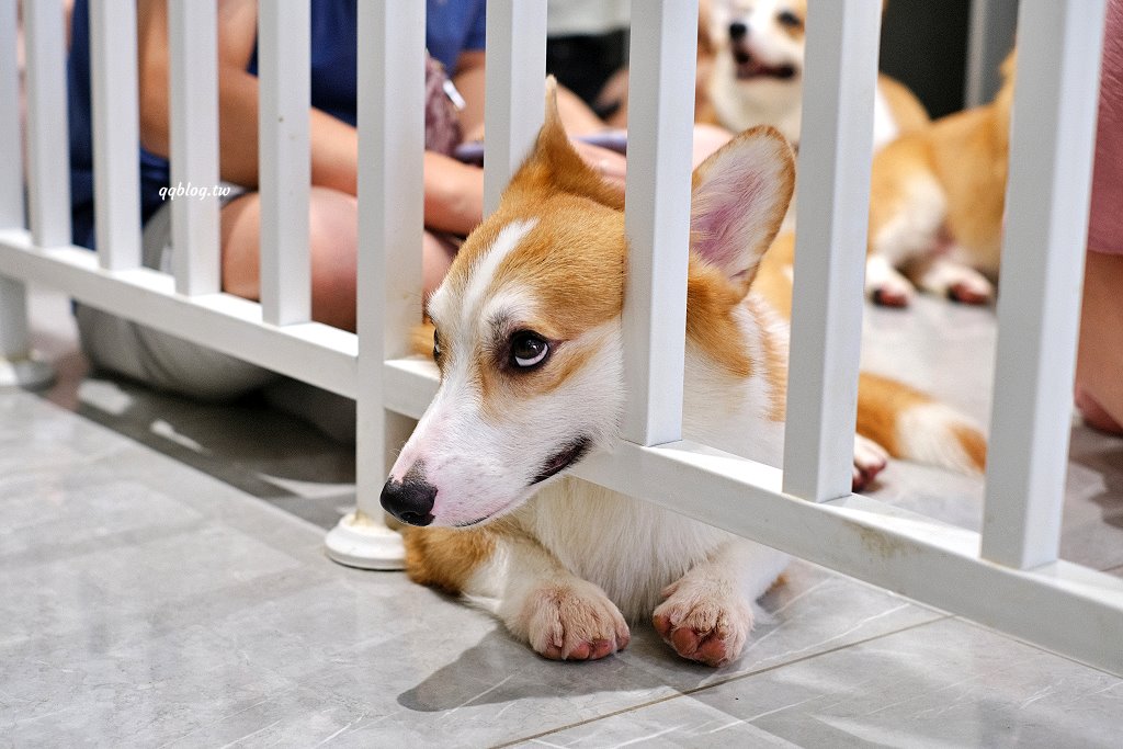 台南安平︱柯基找茶．柯基犬太可愛，要摸、要抱要擼都可以，非常親人 @QQ的懶骨頭