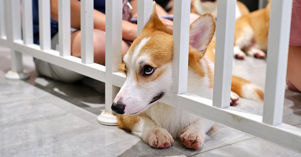 台南安平︱柯基找茶．柯基犬太可愛，要摸、要抱要擼都可以，非常親人 @QQ的懶骨頭