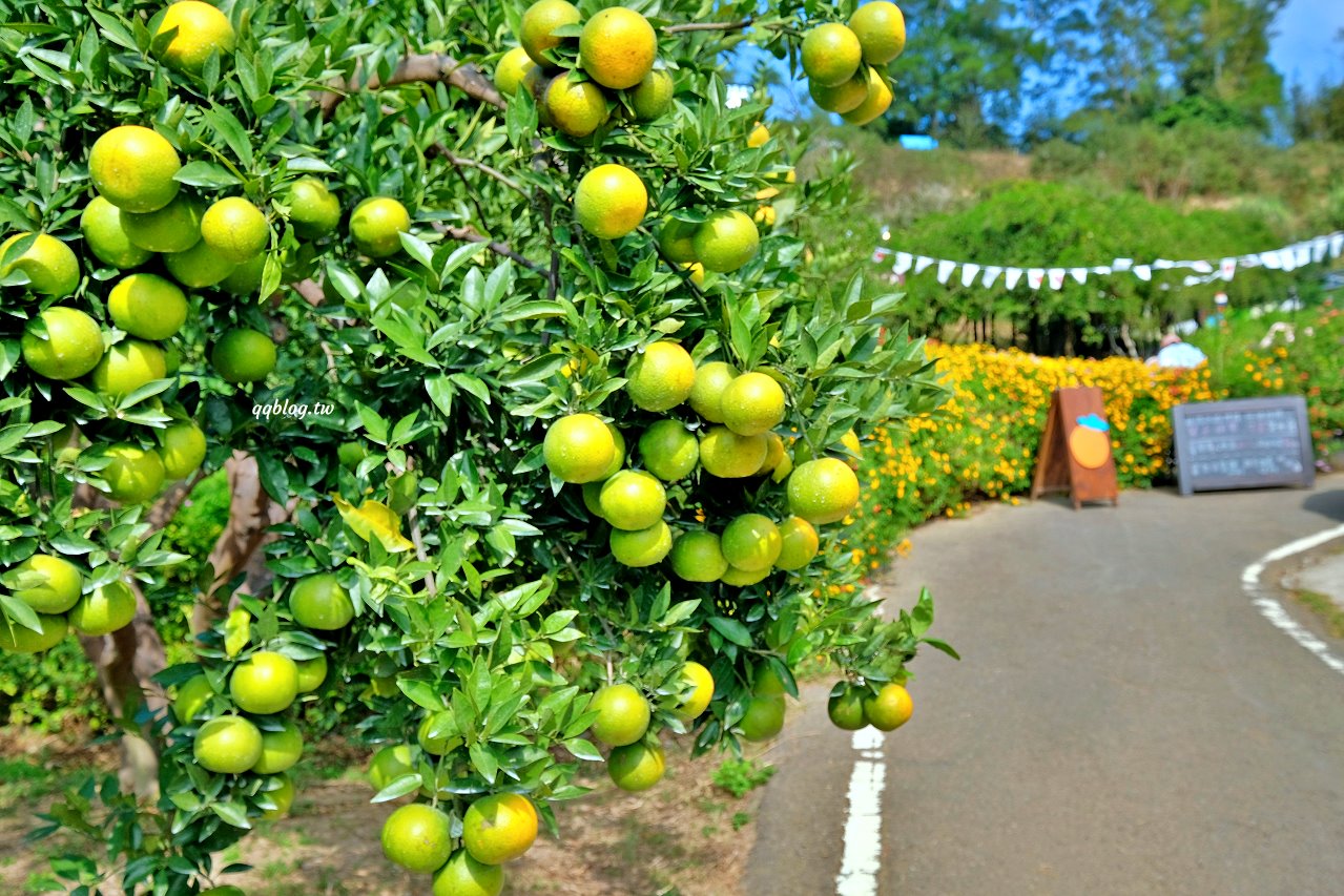 苗栗頭屋︱橙香森林.山林裡的唯美玻璃屋,還有美美的橘子隧道超好拍 @QQ的懶骨頭 苗栗頭屋︱橙香森林.山林裡的唯美玻璃屋,還有美美的橘子隧道超好拍 @QQ的懶骨頭