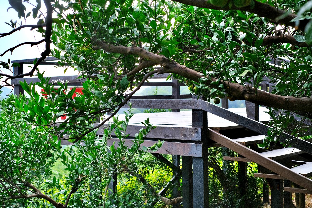 苗栗頭屋︱橙香森林.山林裡的唯美玻璃屋,還有美美的橘子隧道超好拍 @QQ的懶骨頭 苗栗頭屋︱橙香森林.山林裡的唯美玻璃屋,還有美美的橘子隧道超好拍 @QQ的懶骨頭