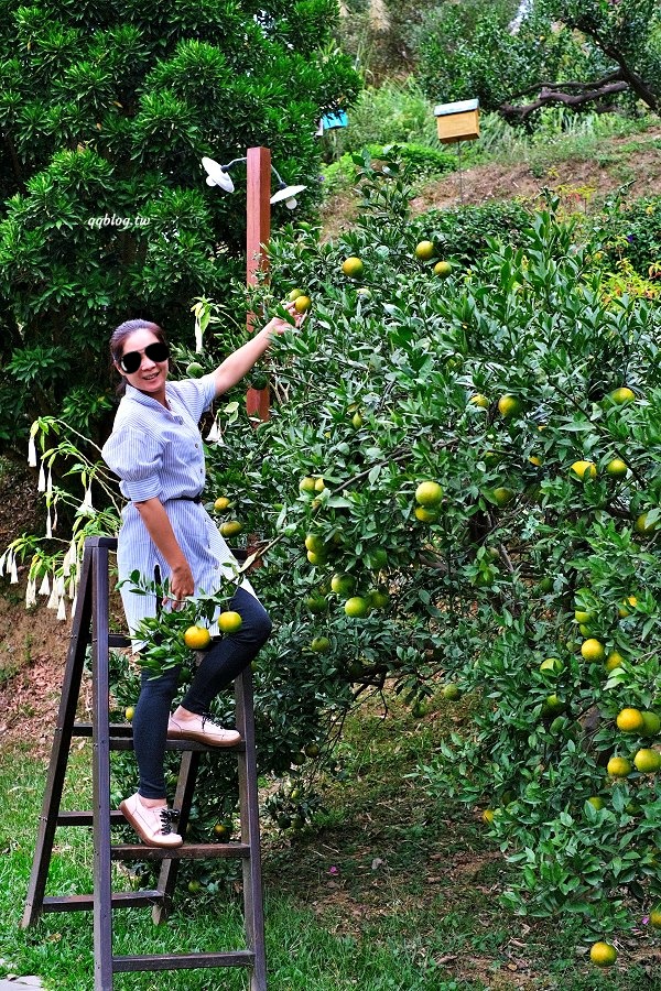 苗栗頭屋︱橙香森林.山林裡的唯美玻璃屋,還有美美的橘子隧道超好拍 @QQ的懶骨頭 苗栗頭屋︱橙香森林.山林裡的唯美玻璃屋,還有美美的橘子隧道超好拍 @QQ的懶骨頭