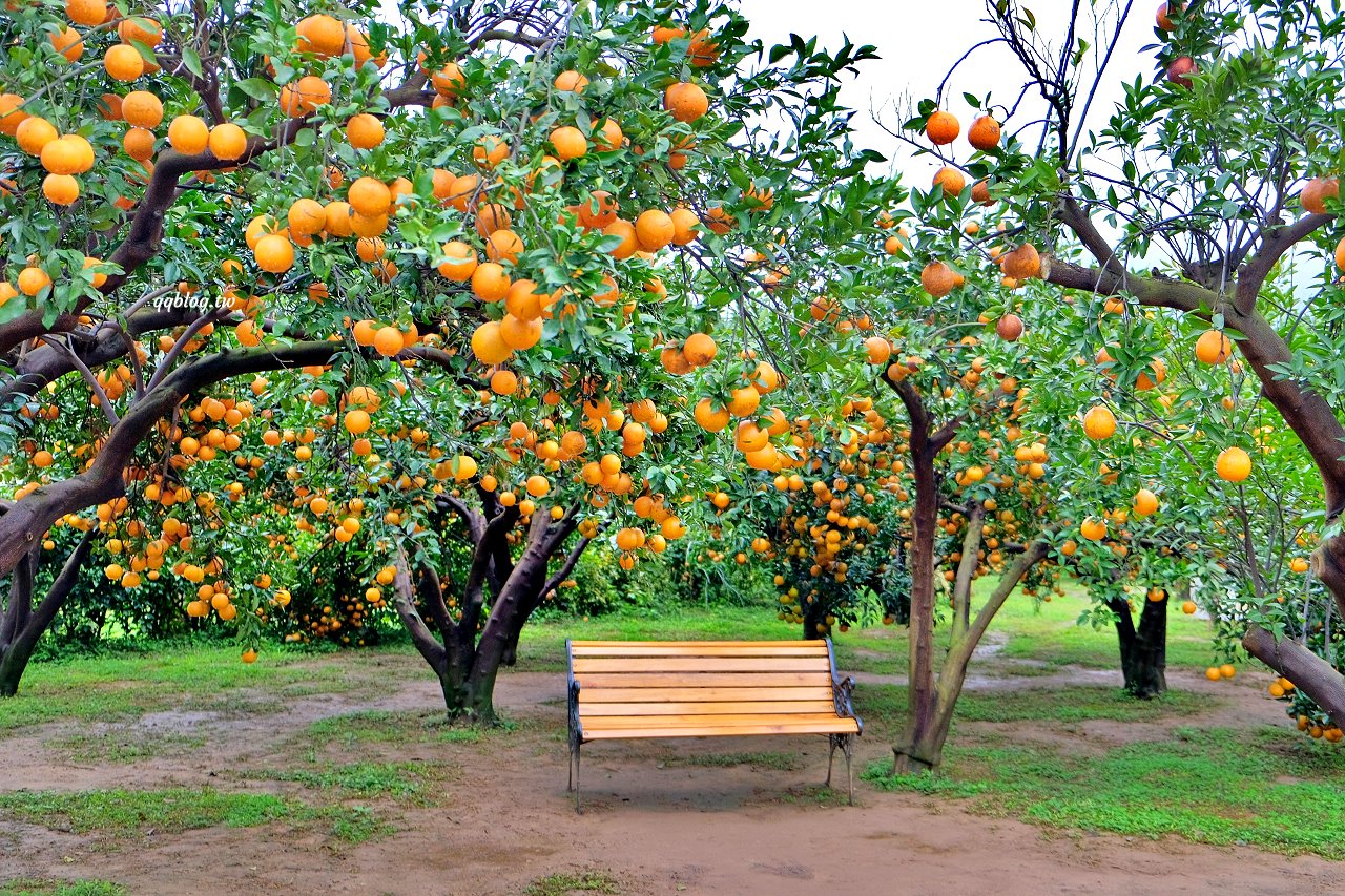 苗栗頭屋︱橙香森林.山林裡的唯美玻璃屋,還有美美的橘子隧道超好拍 @QQ的懶骨頭 苗栗頭屋︱橙香森林.山林裡的唯美玻璃屋,還有美美的橘子隧道超好拍 @QQ的懶骨頭