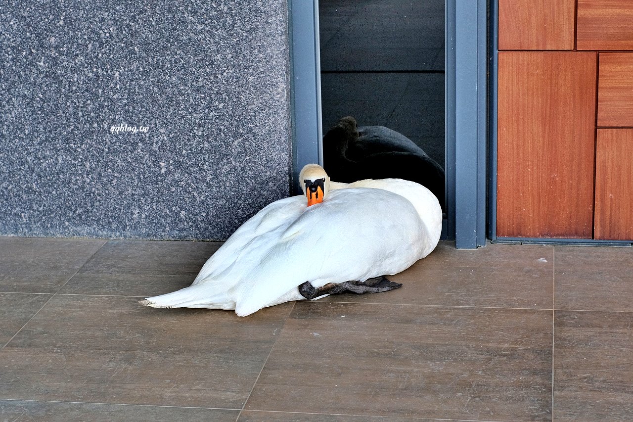 台中新社︱友利村.山城裡預約制無菜單料理,溫室玻璃屋超美的,大大的草皮可以溜小孩 @QQ的懶骨頭 台中新社︱友利村.山城裡預約制無菜單料理,溫室玻璃屋超美的,大大的草皮可以溜小孩 @QQ的懶骨頭