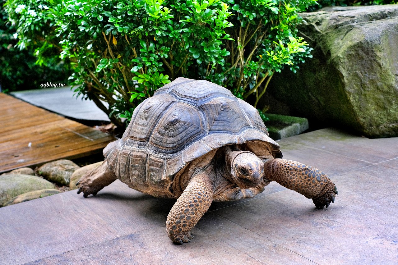 台中新社︱友利村.山城裡預約制無菜單料理,溫室玻璃屋超美的,大大的草皮可以溜小孩 @QQ的懶骨頭 台中新社︱友利村.山城裡預約制無菜單料理,溫室玻璃屋超美的,大大的草皮可以溜小孩 @QQ的懶骨頭