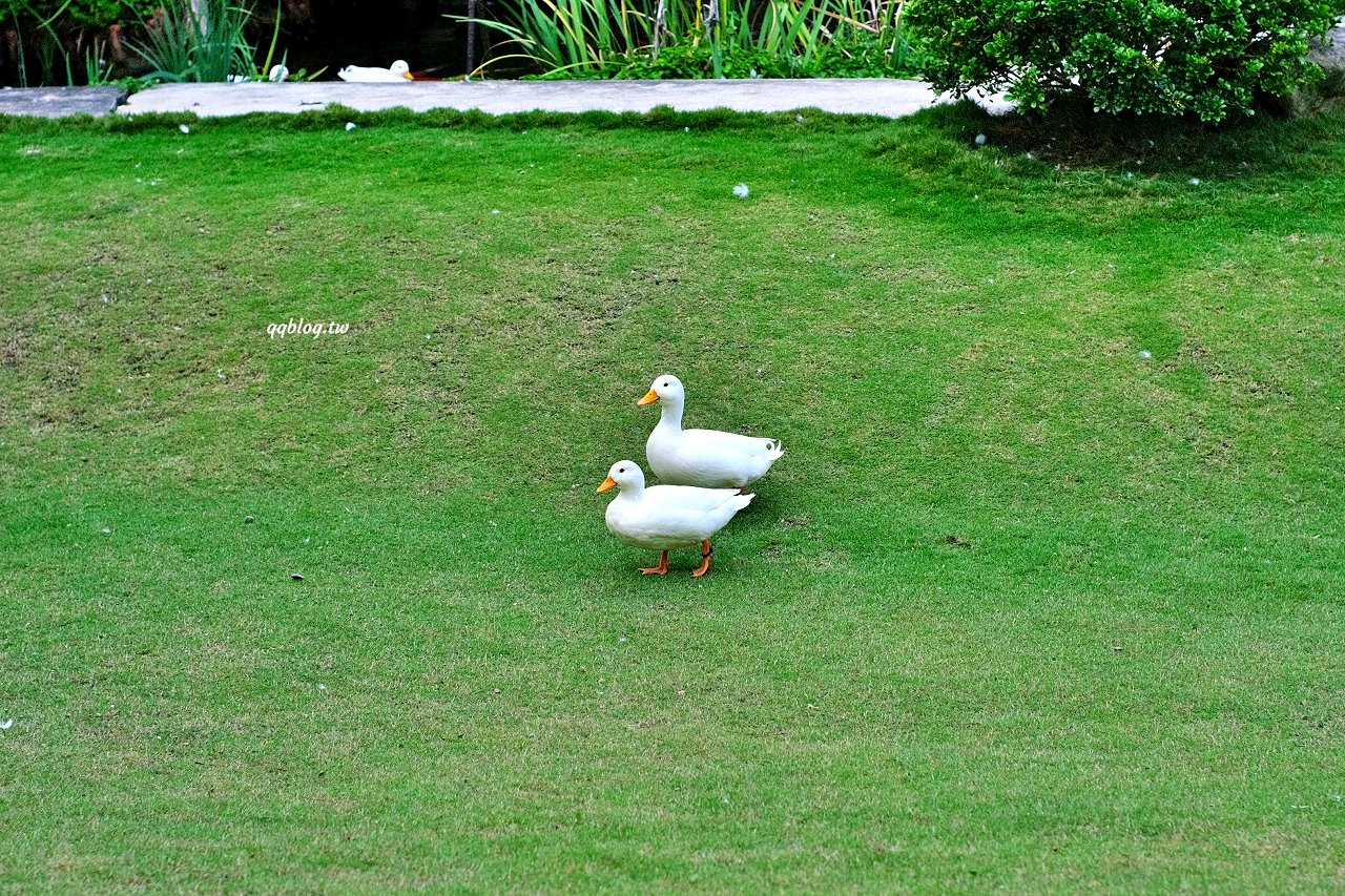 台中新社︱友利村.山城裡預約制無菜單料理,溫室玻璃屋超美的,大大的草皮可以溜小孩 @QQ的懶骨頭 台中新社︱友利村.山城裡預約制無菜單料理,溫室玻璃屋超美的,大大的草皮可以溜小孩 @QQ的懶骨頭