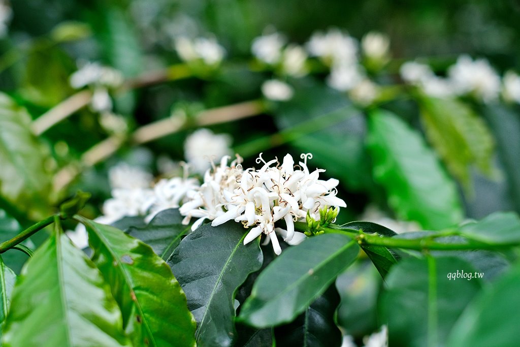 南投魚池︱鹿篙咖啡莊園．茶園環繞的景觀咖啡館，坐擁180度群山美景 @QQ的懶骨頭