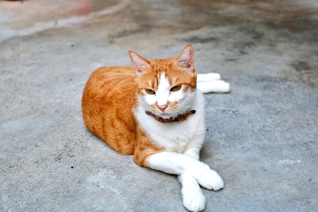 台中西區︱遊牧餐桌 Nomadic Trattoria．台中國美館附近老宅義大利麵 @QQ的懶骨頭