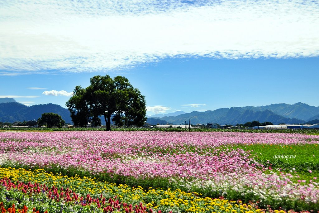 台中新社︱2025新社花海暨台中國際花毯節．以卡通飛天小女警為設計主題，新社、石岡、東勢美食景點懶人包整理 @QQ的懶骨頭