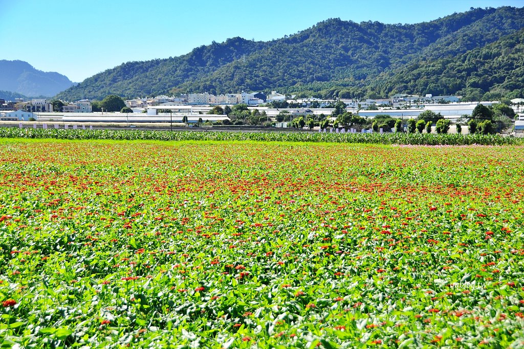 台中新社︱2025新社花海暨台中國際花毯節.以卡通飛天小女警為設計主題,新社、石岡、東勢美食景點懶人包整理 @QQ的懶骨頭 台中新社︱2025新社花海暨台中國際花毯節.以卡通飛天小女警為設計主題,新社、石岡、東勢美食景點懶人包整理 @QQ的懶骨頭