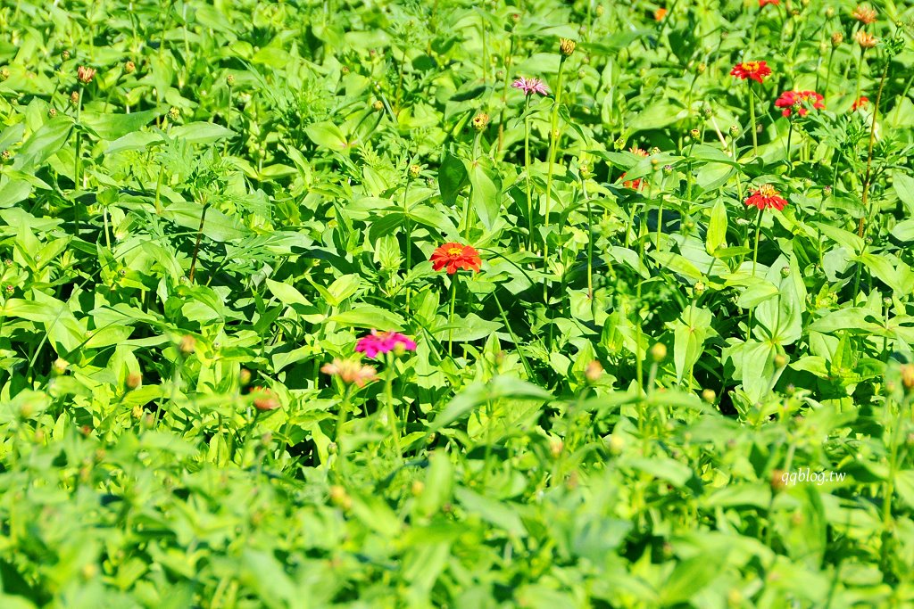 台中新社︱2025新社花海暨台中國際花毯節.以卡通飛天小女警為設計主題,新社、石岡、東勢美食景點懶人包整理 @QQ的懶骨頭 台中新社︱2025新社花海暨台中國際花毯節.以卡通飛天小女警為設計主題,新社、石岡、東勢美食景點懶人包整理 @QQ的懶骨頭