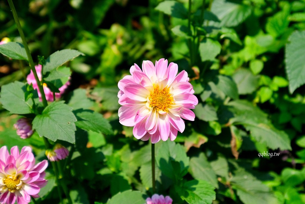 苗栗三義︱卓也小屋渡假園區．春暖花開賞花的季節，療鬱手作花朵移印染，蔬食百匯+下午茶，玩樂一整天 @QQ的懶骨頭