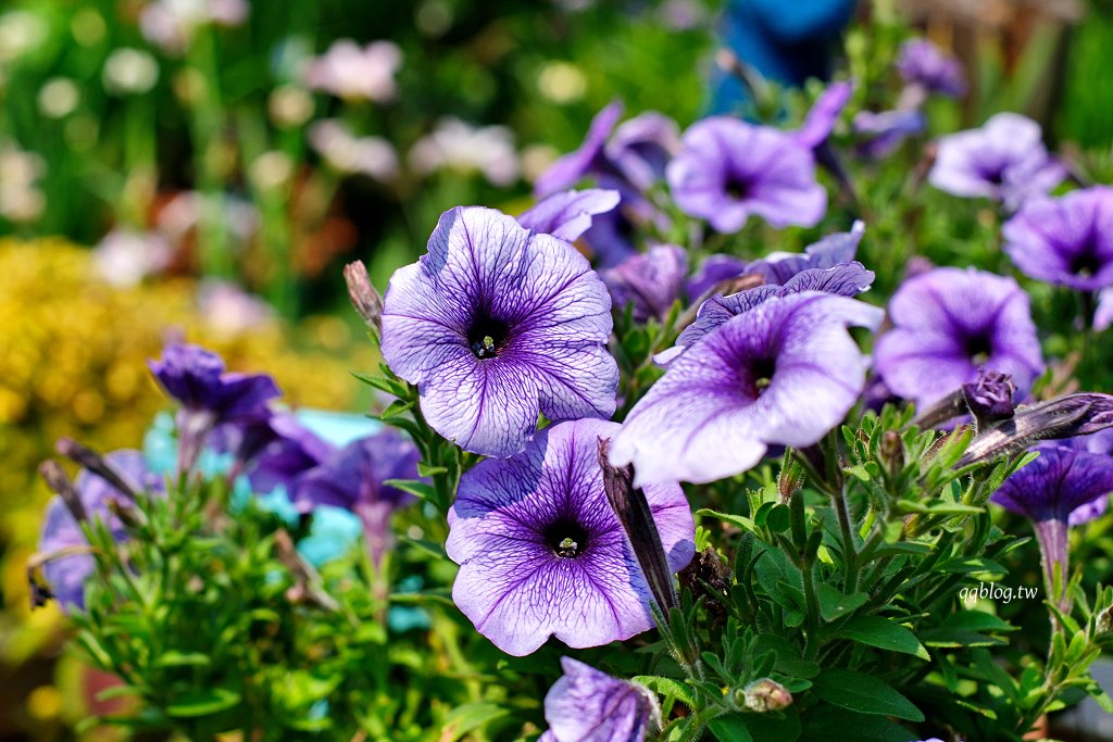 苗栗三義︱卓也小屋渡假園區．春暖花開賞花的季節，療鬱手作花朵移印染，蔬食百匯+下午茶，玩樂一整天 @QQ的懶骨頭