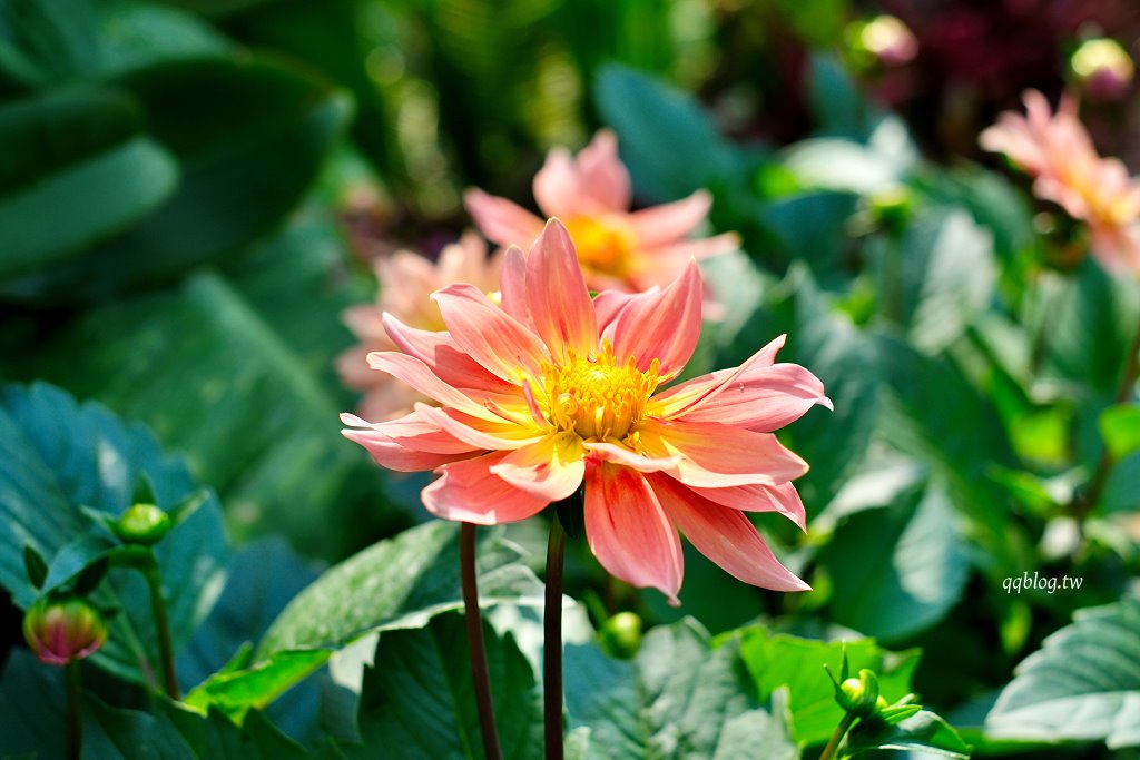 苗栗三義︱卓也小屋渡假園區．春暖花開賞花的季節，療鬱手作花朵移印染，蔬食百匯+下午茶，玩樂一整天 @QQ的懶骨頭
