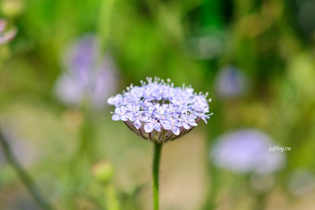 苗栗三義︱卓也小屋渡假園區．春暖花開賞花的季節，療鬱手作花朵移印染，蔬食百匯+下午茶，玩樂一整天 @QQ的懶骨頭