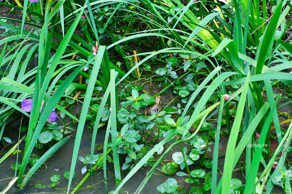 苗栗三義︱卓也小屋渡假園區．春暖花開賞花的季節，療鬱手作花朵移印染，蔬食百匯+下午茶，玩樂一整天 @QQ的懶骨頭