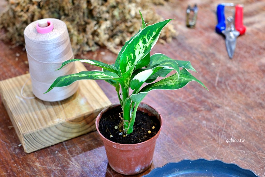 苗栗三義︱卓也小屋渡假園區．春暖花開賞花的季節，療鬱手作花朵移印染，蔬食百匯+下午茶，玩樂一整天 @QQ的懶骨頭