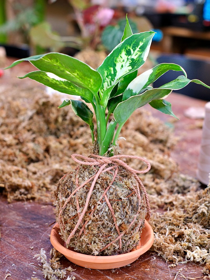 苗栗三義︱卓也小屋渡假園區．春暖花開賞花的季節，療鬱手作花朵移印染，蔬食百匯+下午茶，玩樂一整天 @QQ的懶骨頭