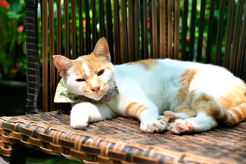 苗栗三義︱卓也小屋渡假園區．春暖花開賞花的季節，療鬱手作花朵移印染，蔬食百匯+下午茶，玩樂一整天 @QQ的懶骨頭