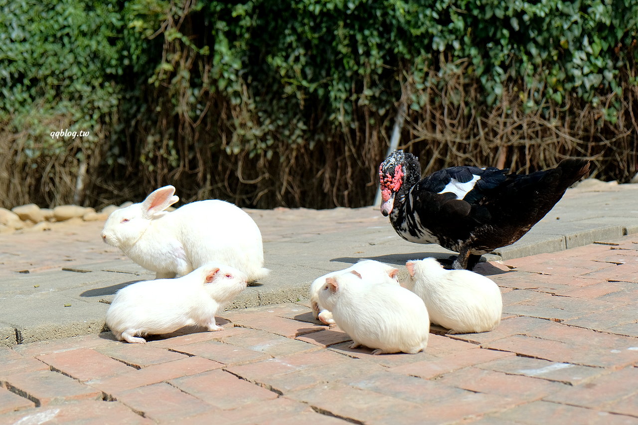 台中石岡︱兔樂園&#038;京葉休閒馬場．來找可愛的兔子和天竺鼠，還可以和駝鳥近距離拍照，假日限定適合親子同遊 @QQ的懶骨頭